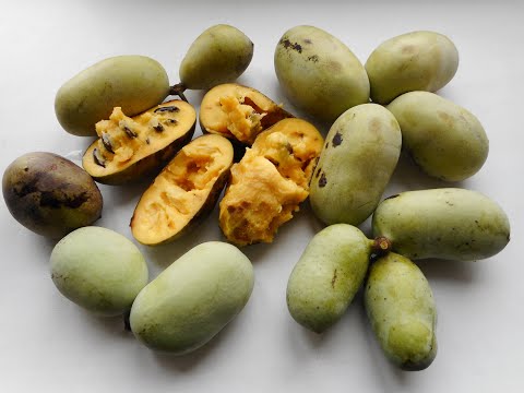 Видео: Опыт выращивания азимины в средней полосе