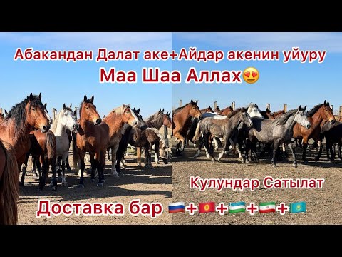Видео: Абакандан кулундар сатылат доставка болот. 