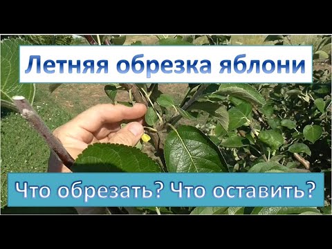 Видео: Летняя обрезка яблони.  Что обрезаем? Что оставляем?