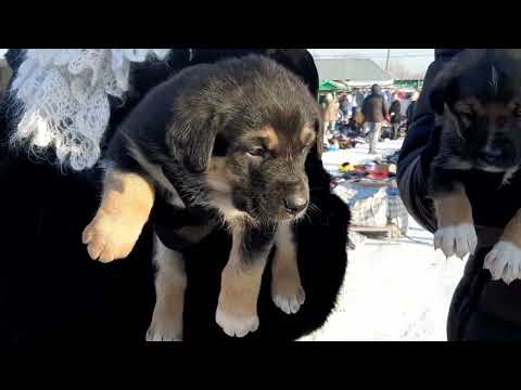 Видео: Воскресный базар пос. Балпык би Коксуский район