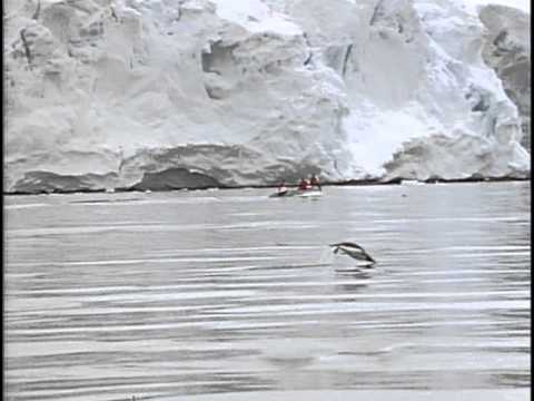 Видео: 28 - Одиссея Жака Кусто -   Команда Кусто  Полет пингвина