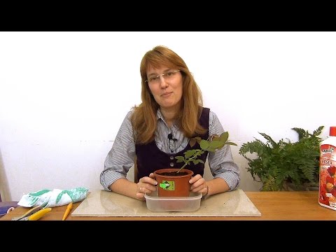 Видео: Роза в комнате