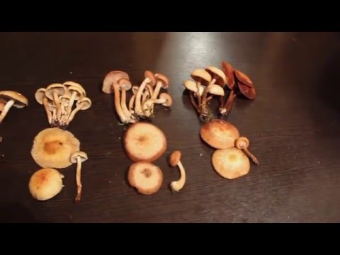 Видео: Чем отличаются опята друг от друга?. Сравнение между собой.
