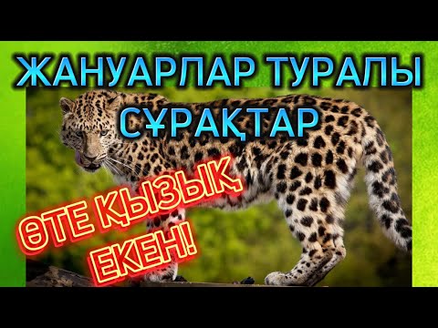 Видео: Қайсысын таңдар едің? / Таңдау / Ойын