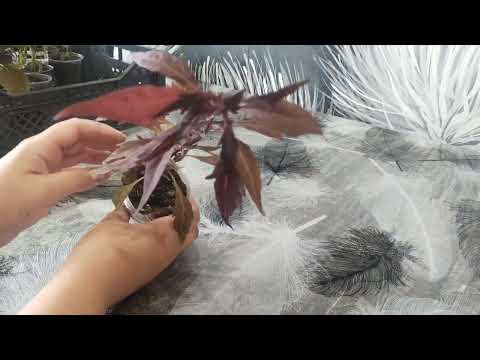 Видео: Излишки растений на 20.07.25г.