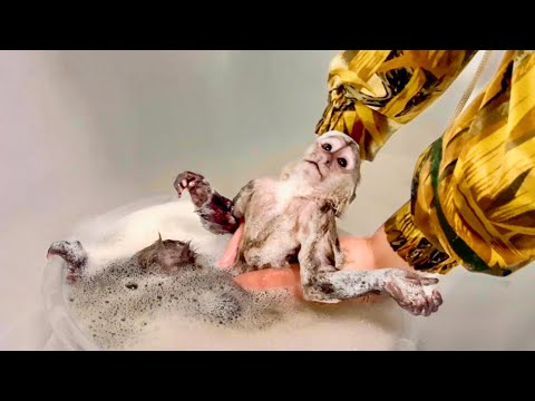 Видео: Финик насмотрелся на маму Таню и тоже УСТРОИЛ СЕБЕ ГОРЯЧИЕ ИСТОЧНИКИ!))