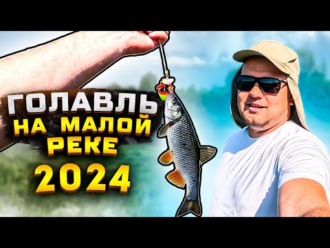Видео: Голавль на спиннинг 2024. Ловля голавля на маленькой реке в Нижегородской области. р. Алатырь.