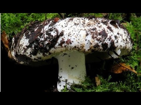 Видео: ГРУЗДИ КАК И ГДЕ РАСТУТ @МОЯ ПЛАНЕТА