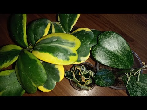 Видео: 💙💛Хойи с суккулентными листьями. Мои новинки: Compacta Regalis, Mauna loa. Немного о поливе и уходе.