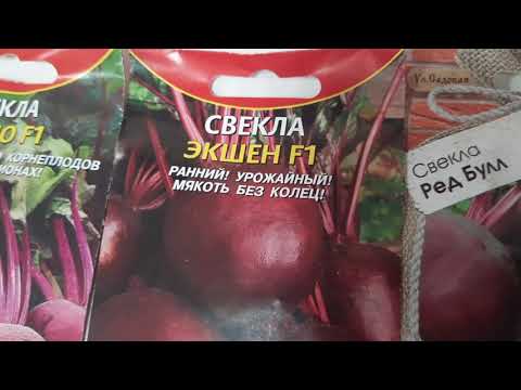 Видео: Сорта свёклы без колец и устойчивые.