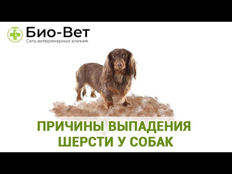 Видео: У Собаки Выпадает Шерсть 🐕// Причины и Что Делать // Сеть Ветклиник Био-Вет