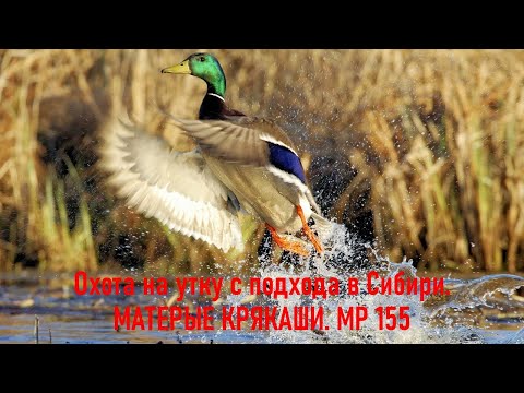Видео: Охота на утку с подхода в Сибири.  МАТЕРЫЕ КРЯКАШИ.  МР155