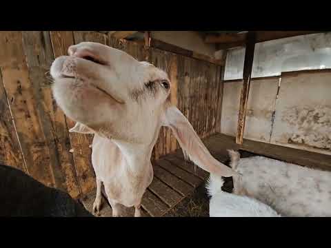 Видео: Что я делала сегодня》День на хозяйстве