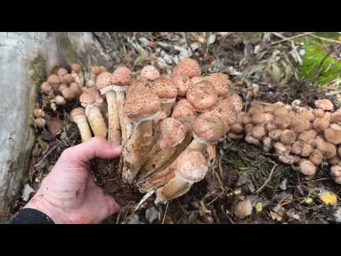 Видео: НЕВЕРОЯТНО! ОПЯТА-МОНСТРЫ ЗАСЫПАЛИ ЛЕС ПЕРЕД ЗИМОЙ!!!