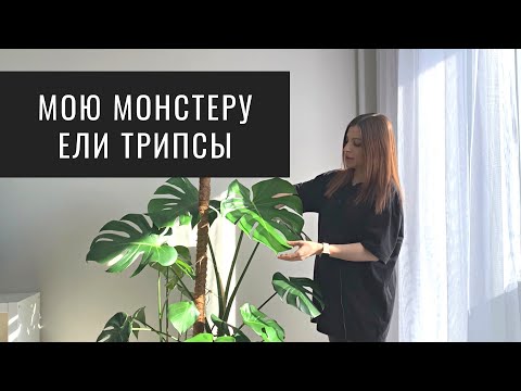 Видео: Монстеру ели Трипсы. Как Спасти Растение от Трипсов?
