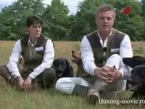 Видео: Ретриверы На охоте с собакой.