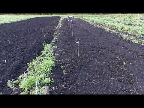 Видео: Делаем шпалеру под ежевику.  Обзор участков.  Отчет о проделанной на земле работе.