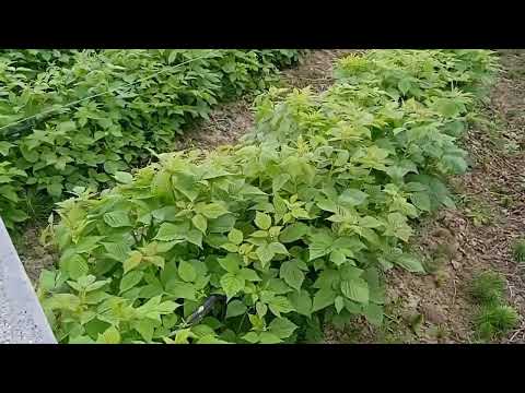 Видео: Борьба с грибком в малине