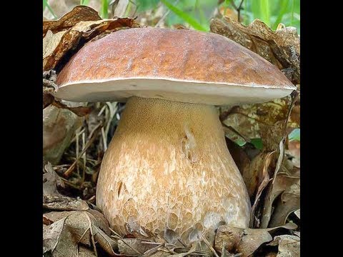 Видео: Пошел Белый Гриб осенью !  Да какой!!! Грибные места!