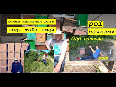 Видео: Вкрали бджоли,ящики поставили на місце / Бджільництво