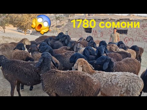 Видео: Стоп савдо шудан тарафи ш. Кулобчони бостони 