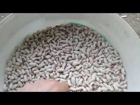 Видео: Результати вирощування квасолі за 2023 рік