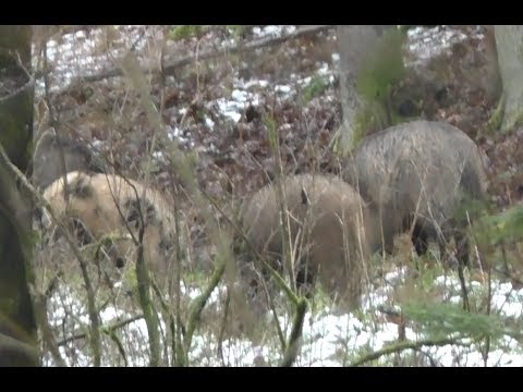 Видео: ОХОТА НА КАБАНА. Днем с подхода. Wild boar hunting.