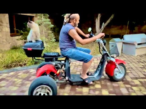 Видео: ТОЛЬКО в Тайгане можно увидеть как обезьяны, кот и человек весело катаются по парку на трицикле)))