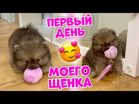 Видео: Первый день ЩЕНКА в Новом Доме... влог