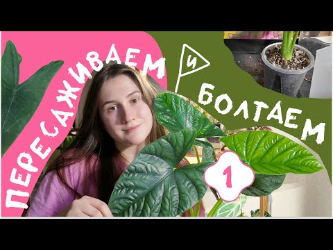 Видео: Болтаем, Пересаживаем Новые Алоказии и не только. 1 часть