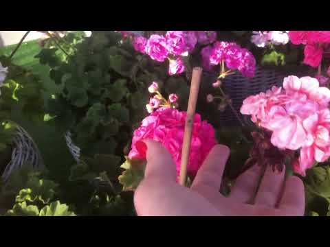 Видео: Казань, обзор пеларгоний на улице 6 октября 2024 г.