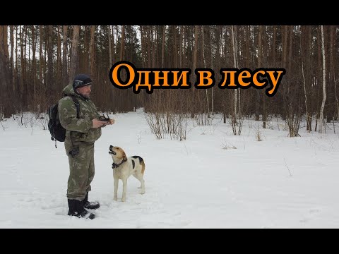 Видео: ЗИМОЙ С СОБАКОЙ В ЛЕСУ. ВСТРЕТИЛИ КОСУЛЮ. Показываю остатки нашей птицефабрики