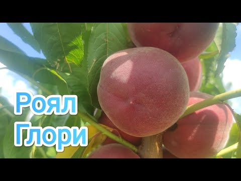 Видео: Персик Роял Глори/Peach Royal Glory