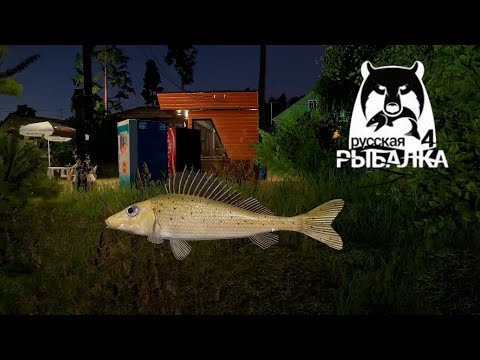 Видео: Русская рыбалка 4 - живец на Вьюнке, носари в прилове