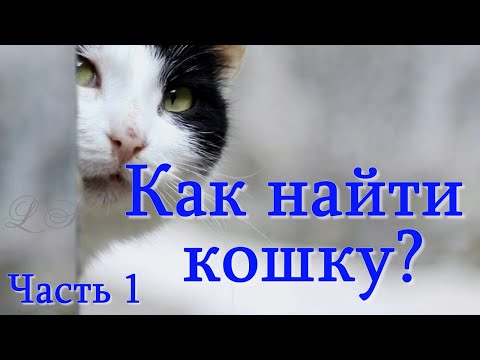 Видео: Кошка ушла из дома. Пропал кот. Что делать. Где искать. Часть 1