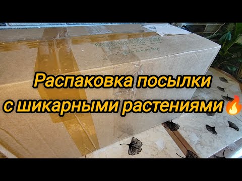 Видео: Распаковка посылки с шикарными растениями.