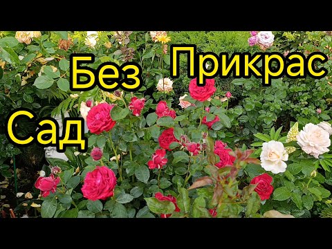 Видео: Первая, волна цветения 3-я часть 3 06.2025г.