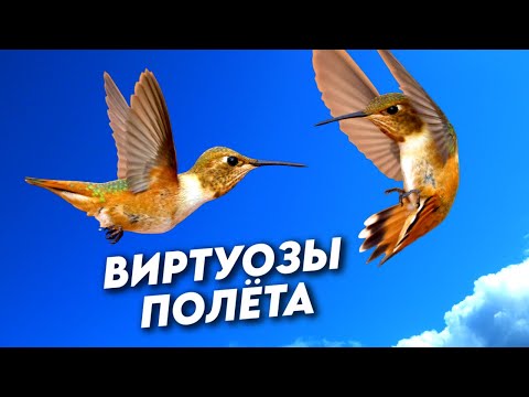 Видео: Пять животных, овладевших искусством высшего пилотажа