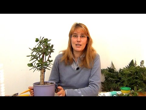 Видео: Формирование кроны крассулы. (ч.2)