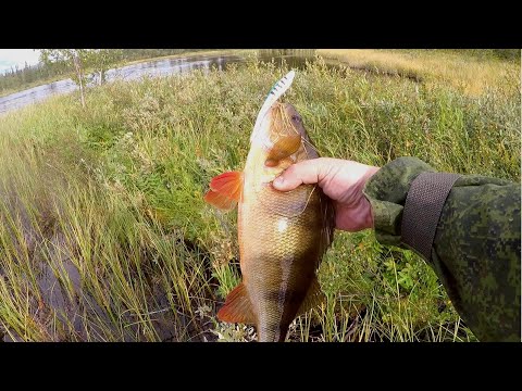Видео: ОКУНЬ НА КАЖДОМ ЗАБРОСЕ! ДАВНО ТАК НЕ РЫБАЧИЛИ! ДВУХДНЕВНАЯ РЫБАЛКА.