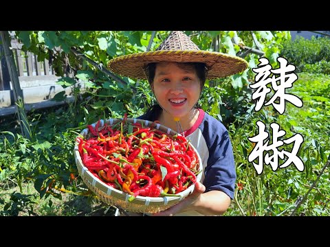 Видео: Красный перец чили такой соблазнительный, приготовьте три банки соуса чили с чесноком