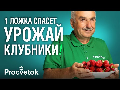 Видео: КАК НЕ ОСТАТЬСЯ БЕЗ КЛУБНИКИ В 2025 ГОДУ? Рецепт подкормки и обработки после заморозков