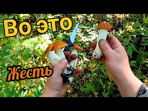 Видео: Грибники были в шоке! Идём друг за другом и собираем грибы!