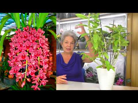 Видео: ПОЧЕМУ НЕ ЦВЕТЕТ Орхидея Цимбидиум? НО почему цветут ОРХИДЕИ Ванда и Дендробиум?!!