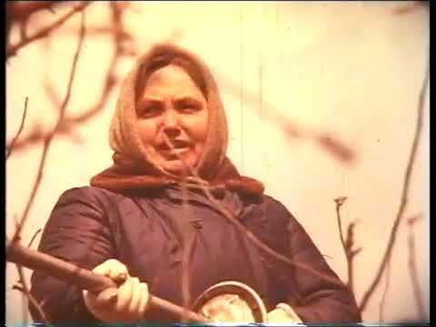 Видео: Вредители и болезни плодовых культур