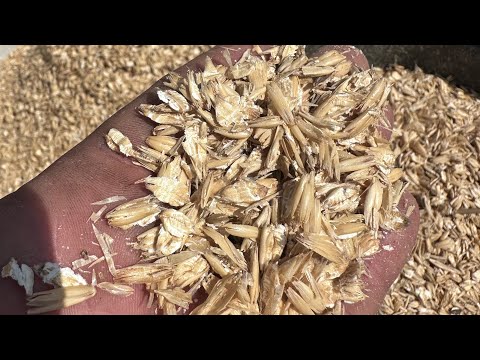 Видео: Плющим  овес 630кг/ч зазор между волами 0,15мм