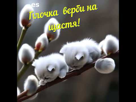 Видео: З вербною неділею ❤️ Зі святом!🤗