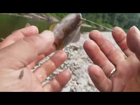 Видео: Ловим ленков, хариусов на местной речке.