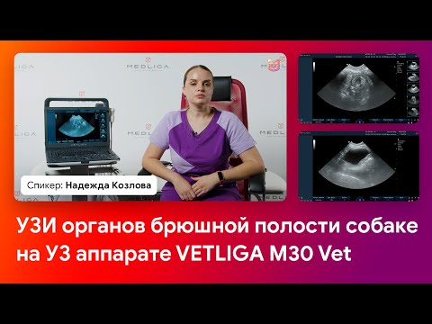 Видео: УЗИ органов брюшной полости собаке на УЗИ аппарате VETLIGA M30 Vet