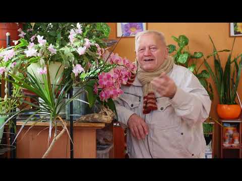 Видео: Почему редис и редька, дайкон и репка всегда хорошо у меня растут.